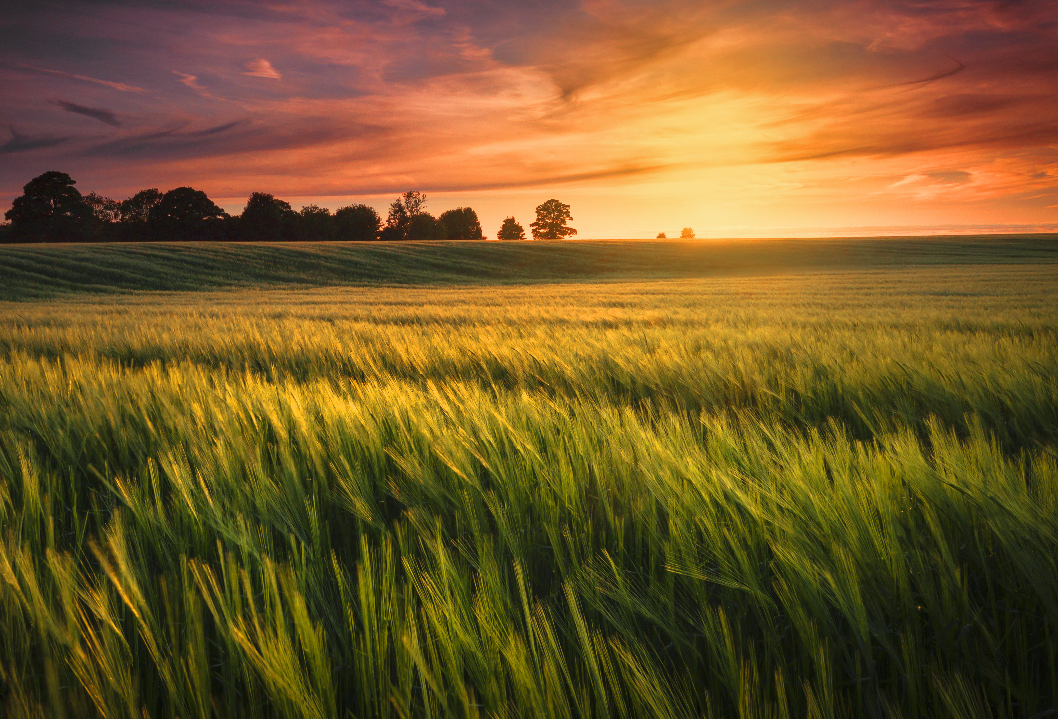 Sunset Over A Wheat Field Congregação Das Irmãs Franciscanas De