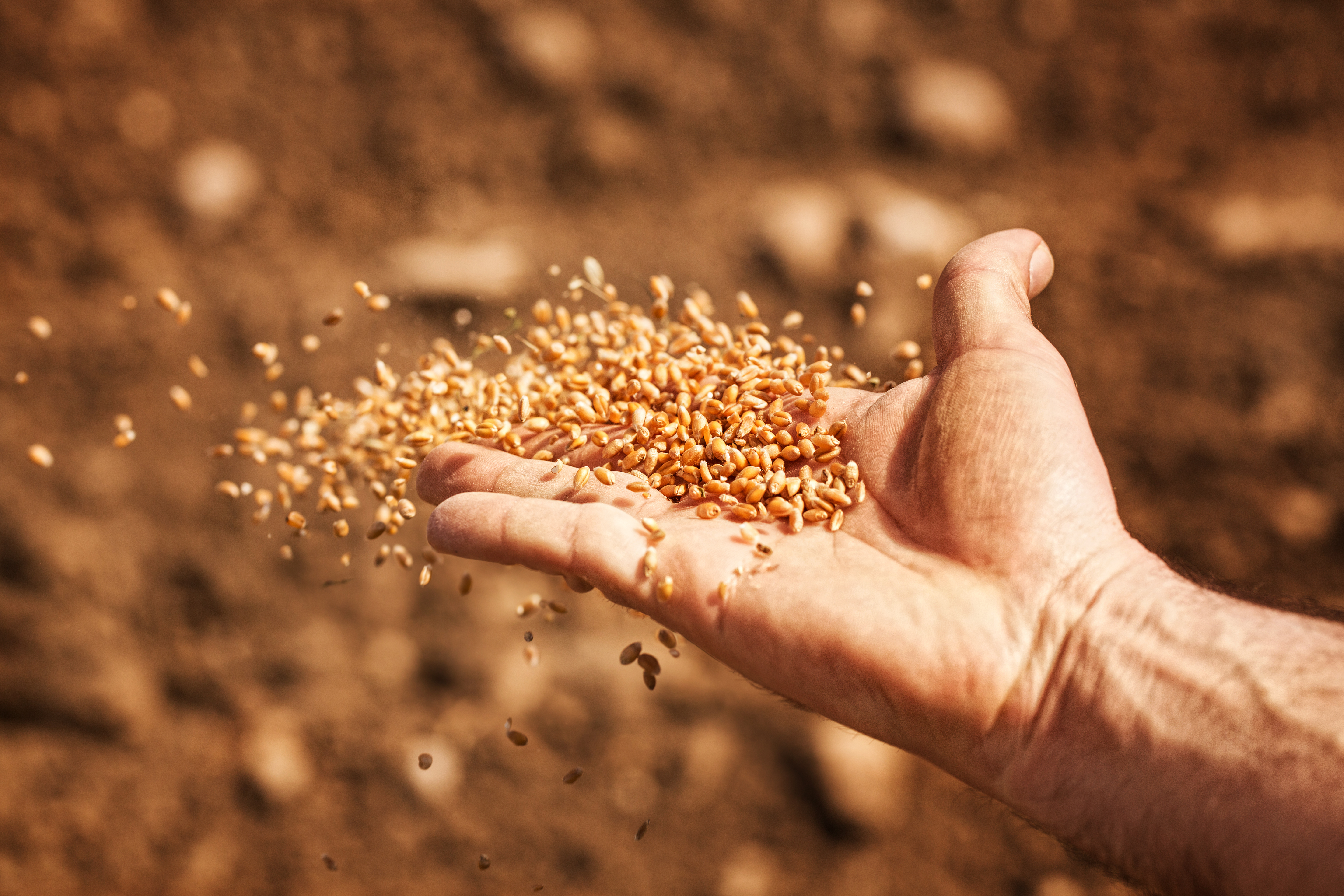 Зерно сеют или сеят как правильно. Зерно в руках. Семена сельское хозяйство. Посев зерна. Семена для посевной.