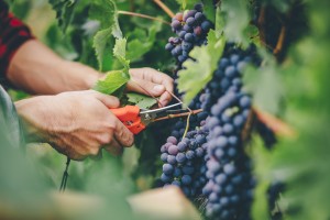 man harvesting in vineyard