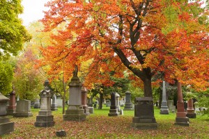 Colourful maple tree in the autumn with gravestones in an urban cemetery.