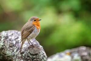 Single adult robin, Erithacus rubecula, perched on a lichen covered log. Space for text.