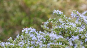 Bees on flowering rosemary